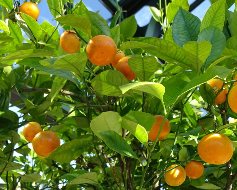 Kumquat of Dwergsinaasappel NVBT